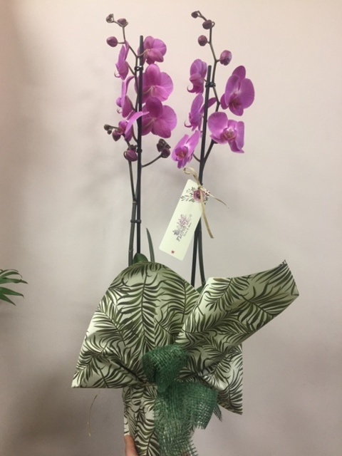 Planta de orquídea Phalaenopsis rosada - Flores Lupe