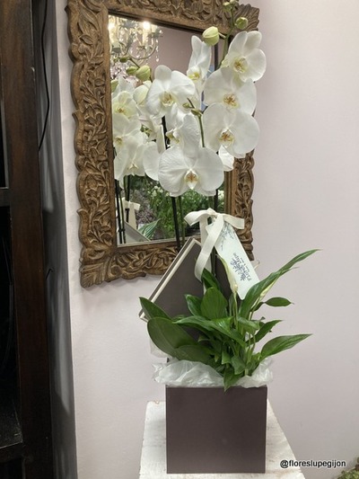 Orquídea en caja con spatifilium