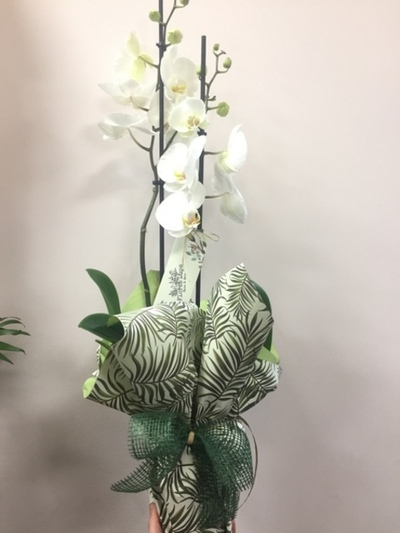 Planta de orquídea Phalaenopsis blanca
