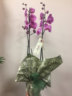 Planta de orquídea Phalaenopsis rosada