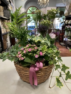 Cesta de plantas clásica