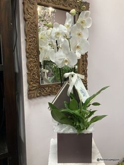 Orquídea en caja con spatifilium