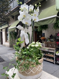Cesta con orquídea