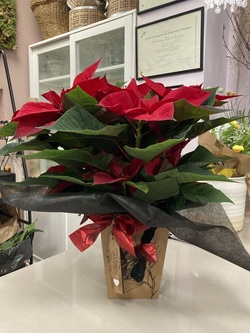 Poinsettia, Flor de Pascua