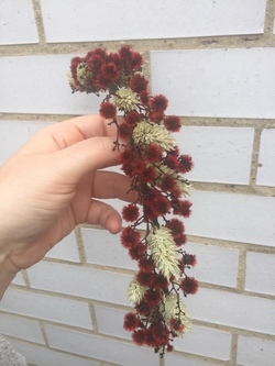 Semi corona Lea
